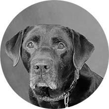 Kuba Kontorhund Guldsmykket.dk by Houmann